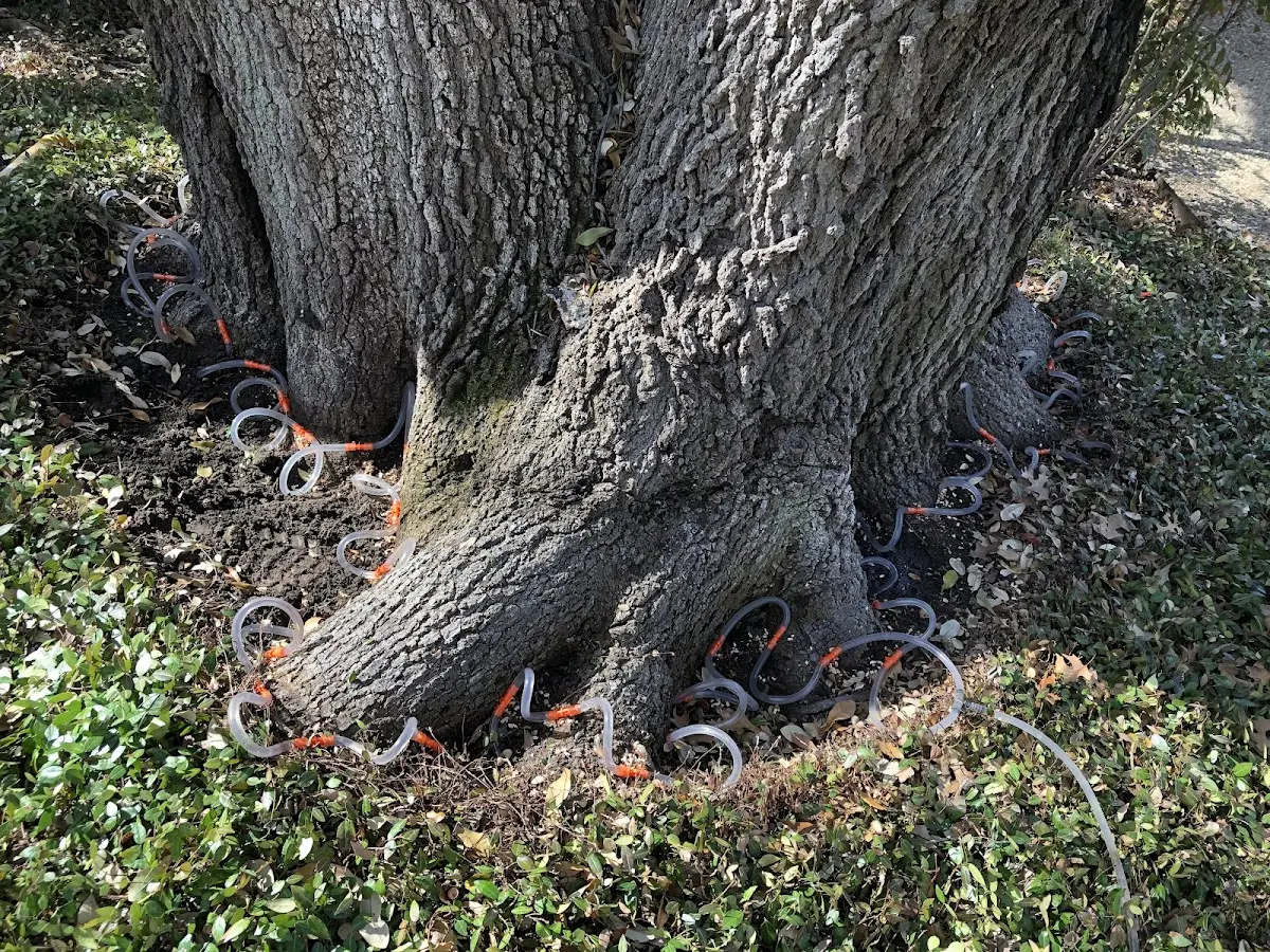 Detailed Tree Cabling and Bracing job site in Kennedy
